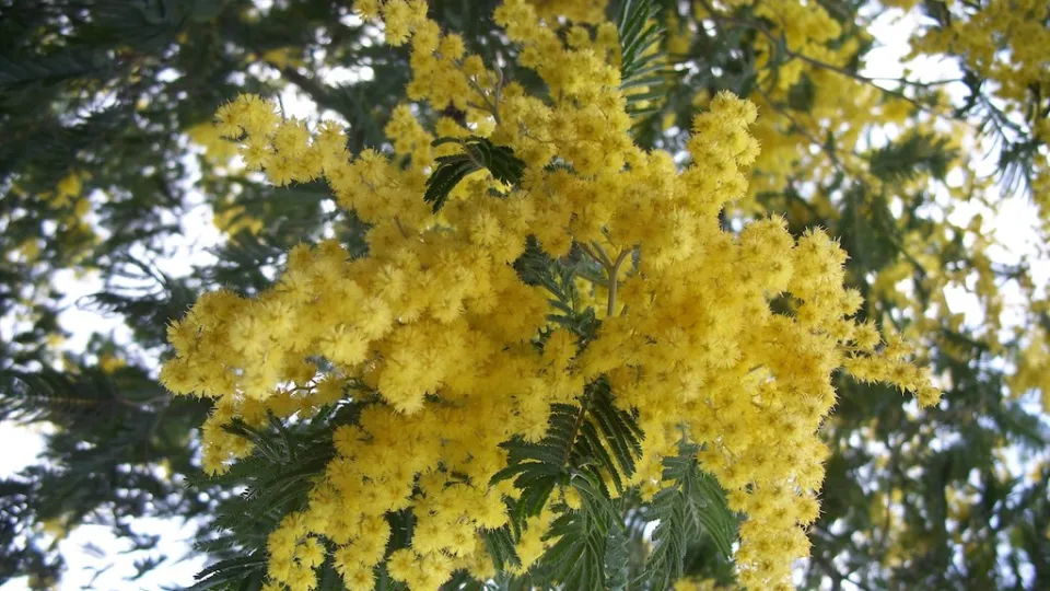 En 1824 este árbol llegó a España para decorar jardines, pero sus flores amarillas esconden al invasor perfecto tras los incendios