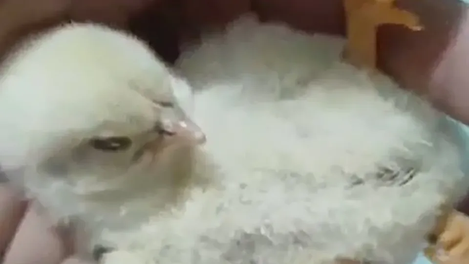 Un insólito nacimiento sorprendió a una familia de La Banda tras el nacimiento de un pollito con tres patas