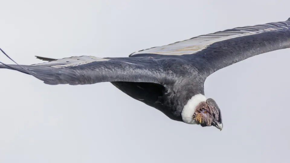 En 1987 los biólogos atraparon al último cóndor libre para evitar su extinción. Hoy sabemos que salvar no basta