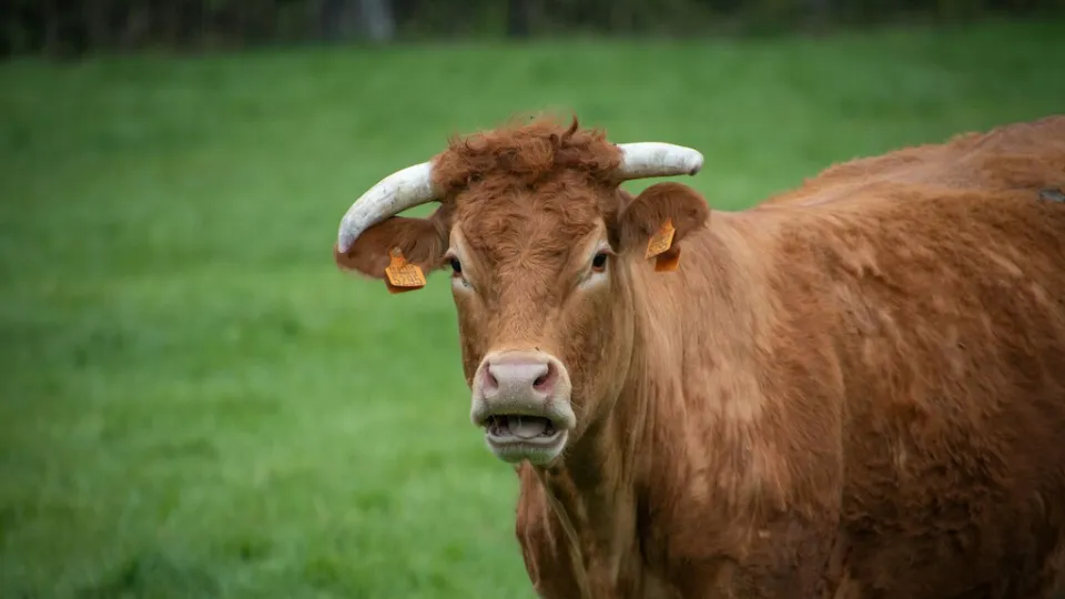 Francia registra la primera muerte humana por el virus shamonda que se creía exclusivo de vacas