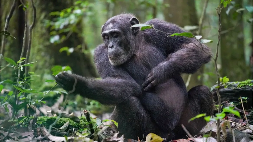 Unos científicos "culpan" a un virus de colarse en el ADN de los chimpancés e impedirles desarrollar un cerebro humano