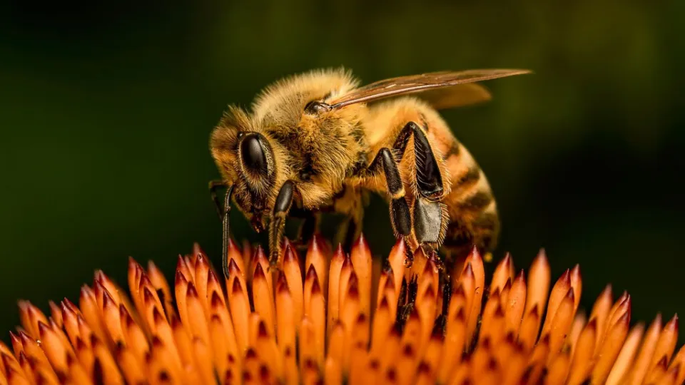 Las abejas europeas han perdido un tercio de su territorio en un siglo. Y el cambio climático no es el principal culpable