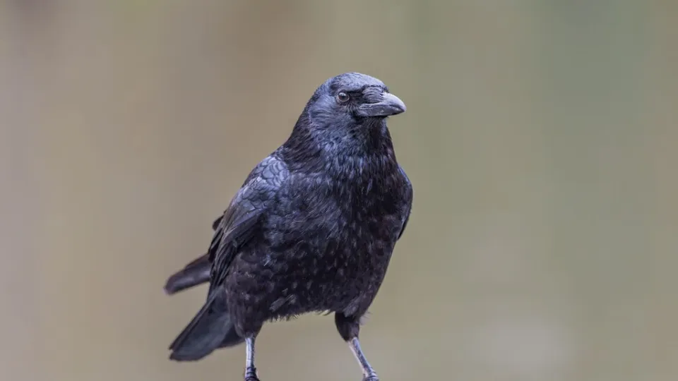 Un cuervo tarda la mitad que tú en tomar una decisión visual. La neurociencia acaba de descubrir por qué