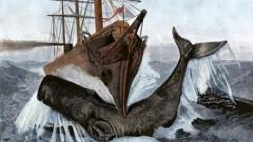 El misterioso órgano de los cachalotes que les da fuerza para hundir barcos
