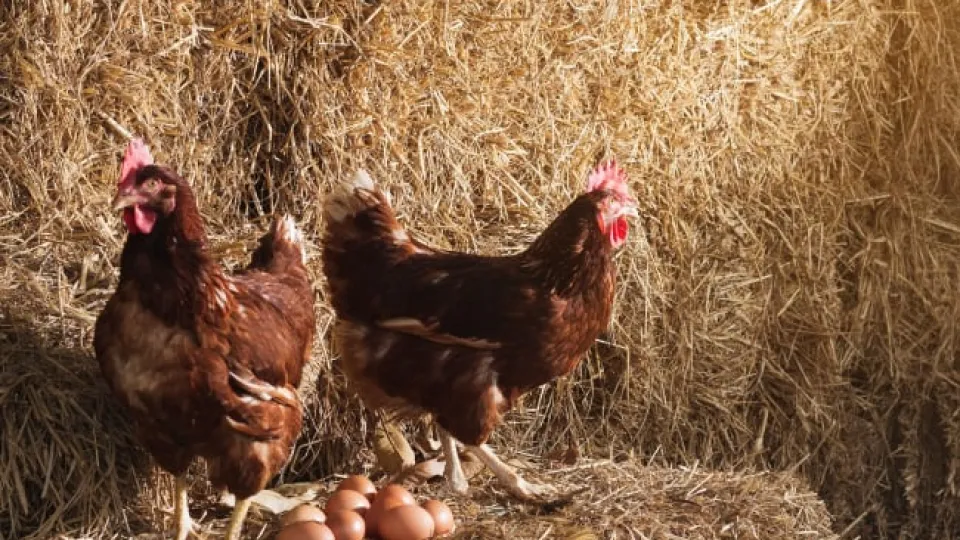 Le preguntaron a la inteligencia artificial qué fue primero, si el huevo o la gallina, y su respuesta fue contundente